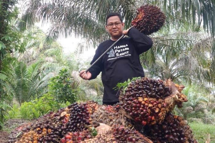 Harga TBS Sawit Mitra Swadaya Riau Turun Rp18,19 per Kg, Disbun Pastikan Regulasi Tetap Adil